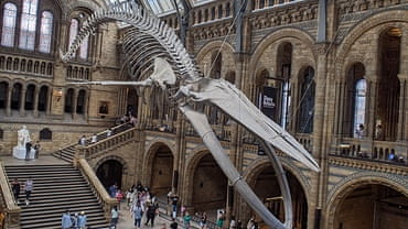 Natural History Museum
